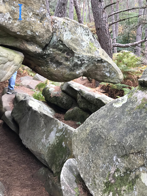 Sortie en forêt de Fontainebleau