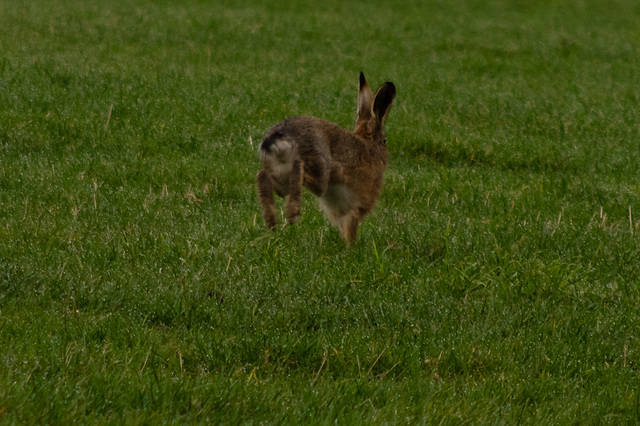 First Brown Hare