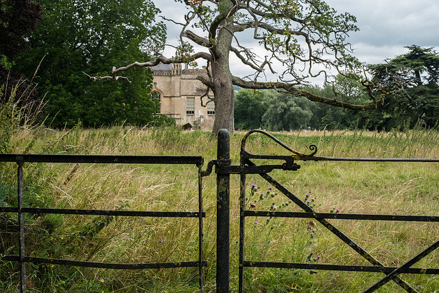 Thistles at Lacock, Summer, 2024