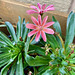 Lewisia12025