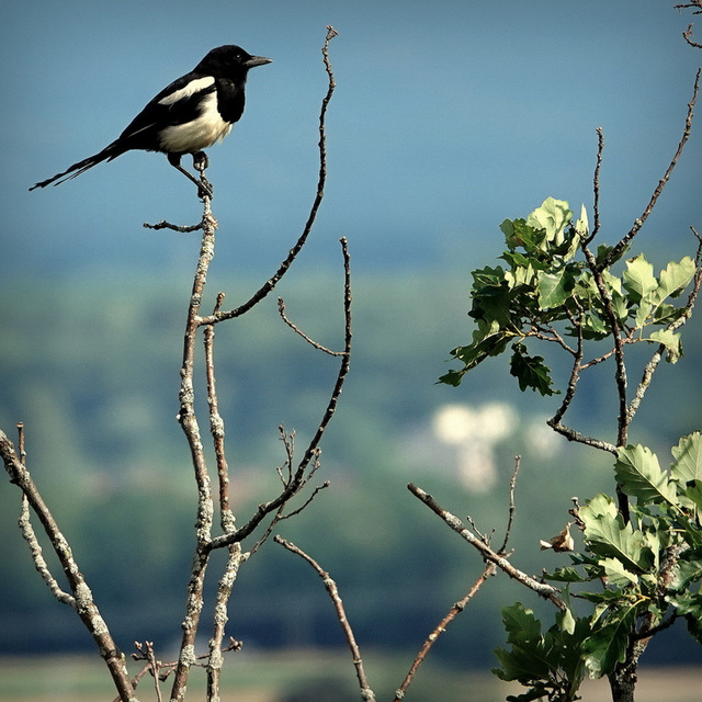 Pie bavarde- Eurasian Magpie ,  (Pica pica )