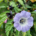 Shoo Fly plant