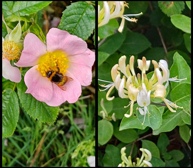 Wild flowers on the last day of spring 2026