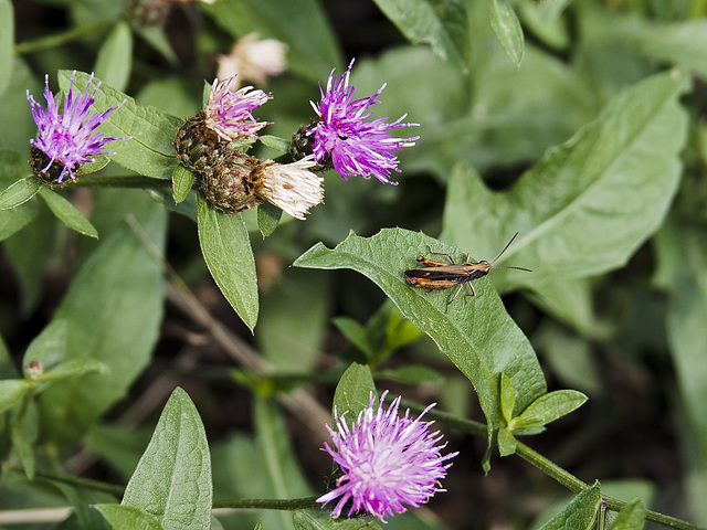 Small creatures between the blades of grass - Cricket singing