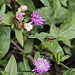 Small creatures between the blades of grass - Cricket singing