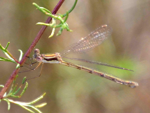 Small Spreadwing f Lestes virens virens) DSB 1115