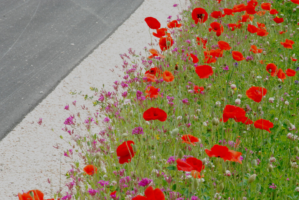 Mohn am Fahrbahnrand