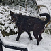 rusty in sneeuwtuin