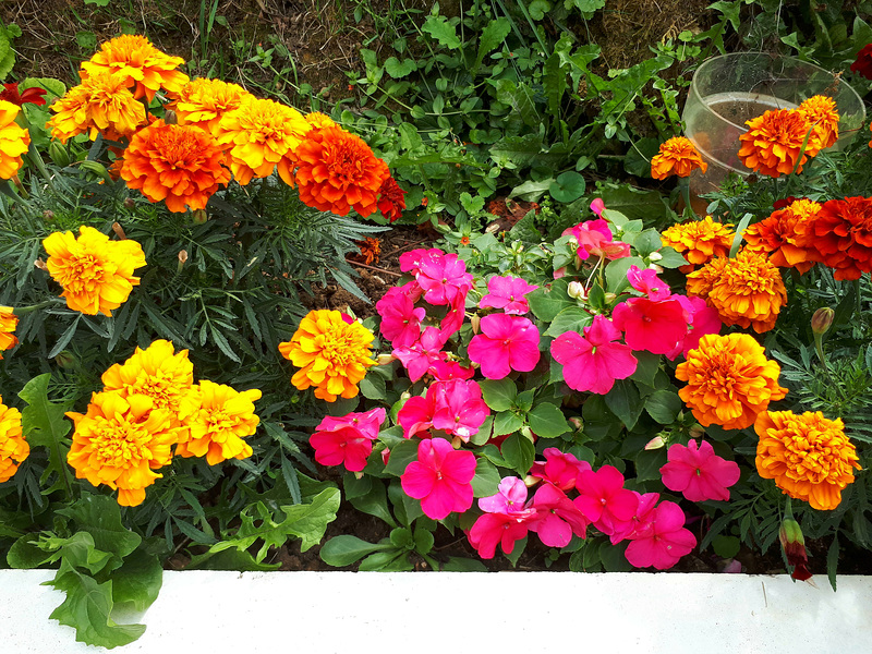 Les couleurs de l'été