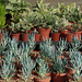 Succulents for sale