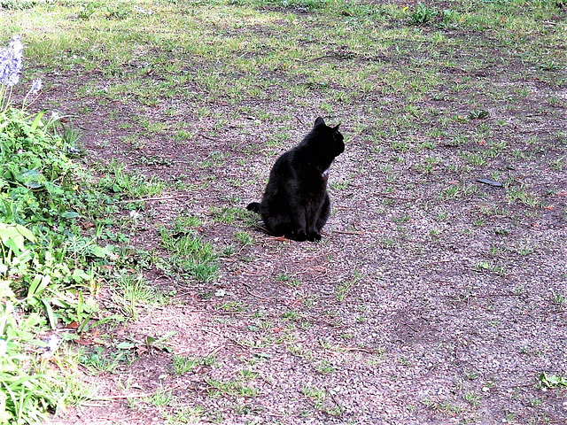 Pippin joined me on my trek up the drive