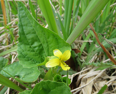 Downy Yellow Violet