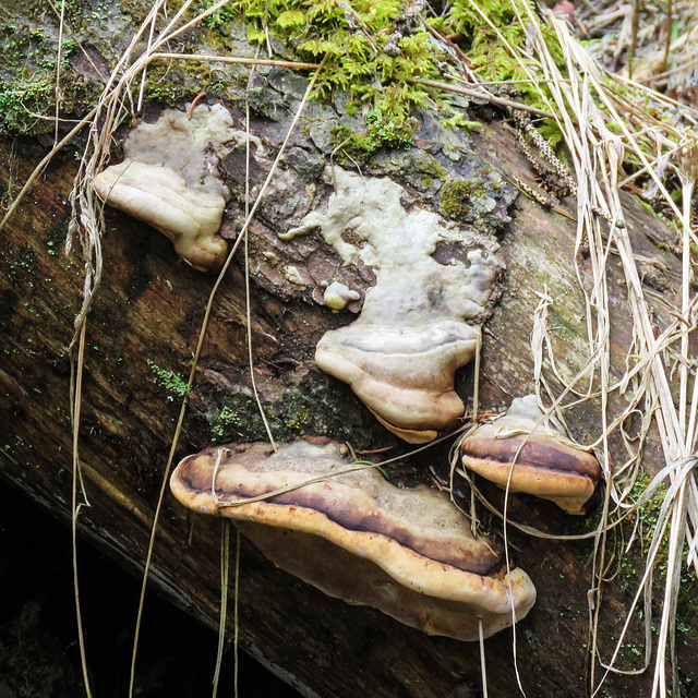 Fungus on a log