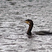 Cormorant