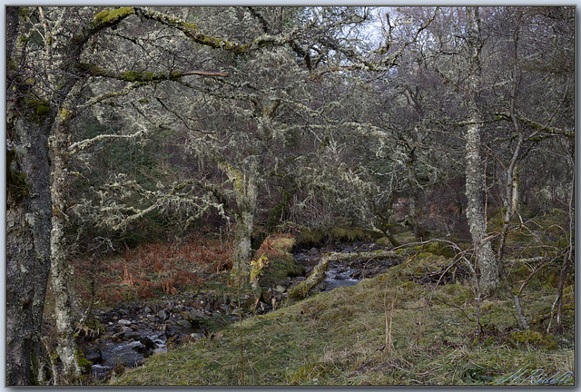 The primeval Caledonian Forest