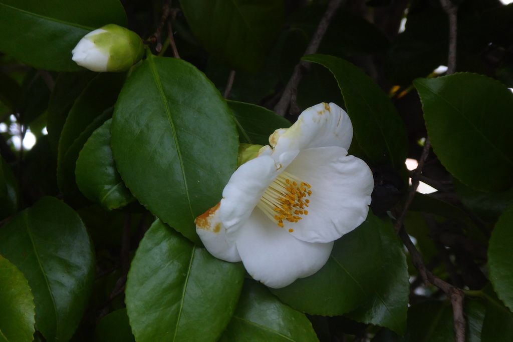 camellia