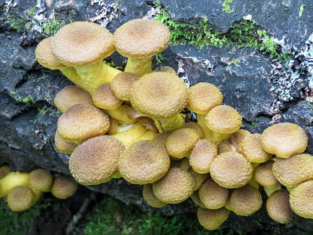 Honey mushroom / Armillaria millea