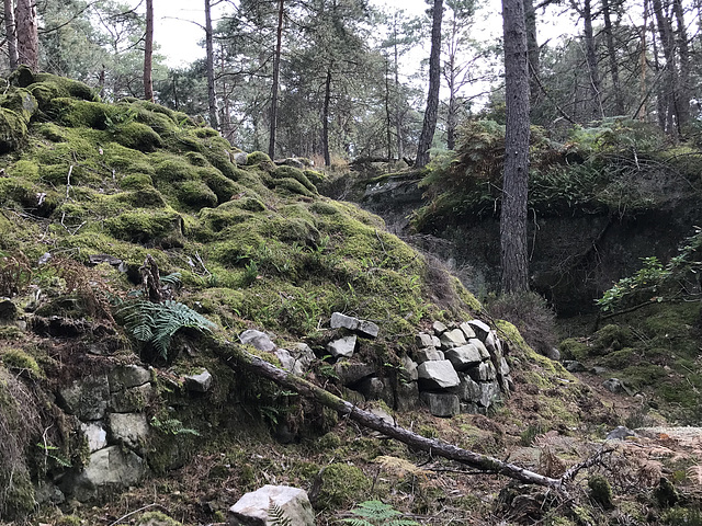 Sortie en forêt de Fontainebleau