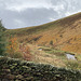 Autumn at Mossylea Farm