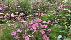 A mass of glorious annuals