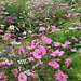 A mass of glorious annuals