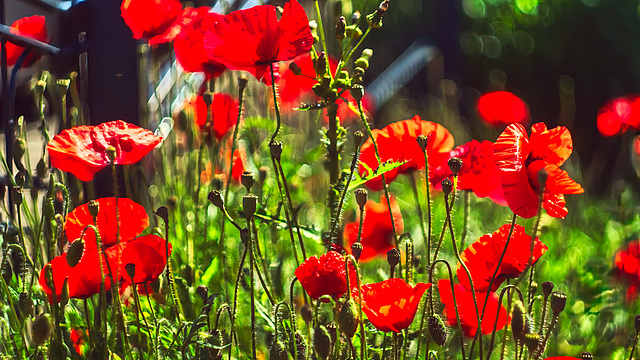 May 10, 2026 - SC 196 - Flowers