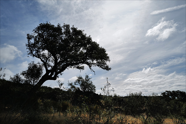 Quercus ilex, Penedos