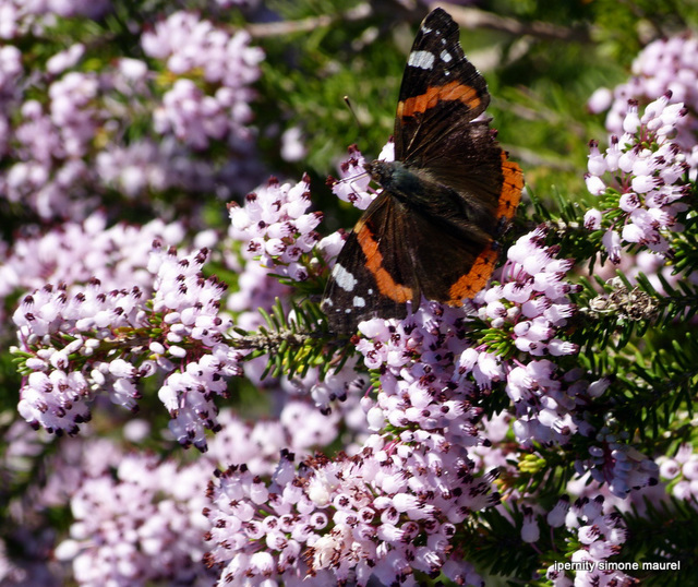 ...sur la bruyère en fleurs...