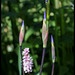 Iris x robusta 'Gerald Derby' (1)