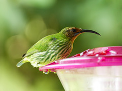 Purple Honeycreeper female, Trinidad