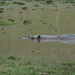 Ngorongoro, The Hippopotamus