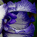 Gros plan sur : un iris