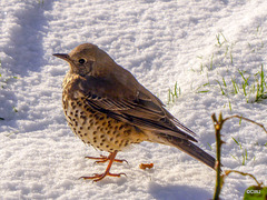 Mistle Thrush