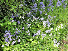 Even more flowers at the bottom of the drive