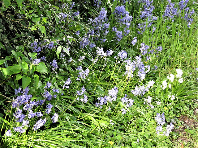 Even more flowers at the bottom of the drive