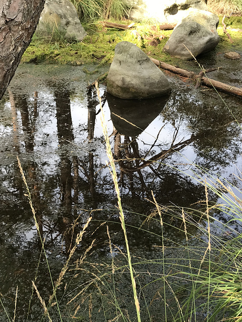 Sortie en forêt de Fontainebleau