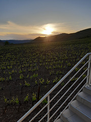 Coucher de soleil sur les vignes