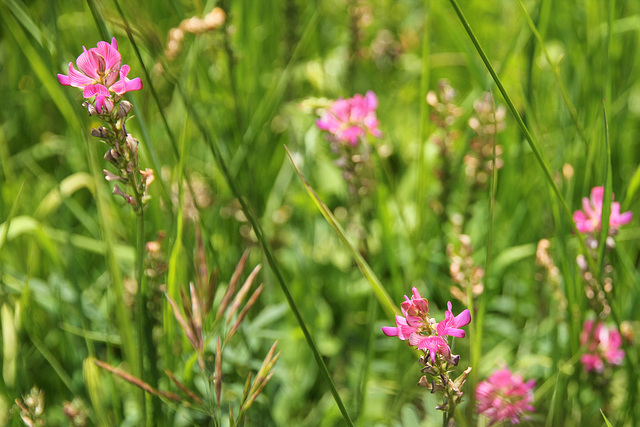 Saat-Esparsette - Onobrychis viciifolia