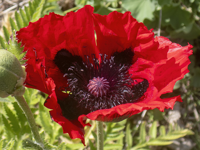 Poppy (Papaver Setiferum)