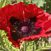 Poppy (Papaver Setiferum)
