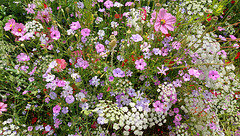 A mass of glorious annuals