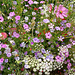 A mass of glorious annuals