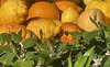 vitamine e zagara