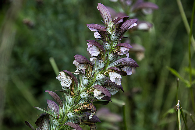 20140801 4634VRAw [D~E] Wahrer Bärenklau (Acanthus mollis) [Weiche Bärentatze], Gruga-Park, Essen