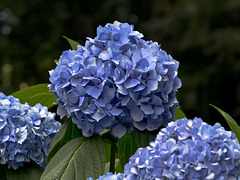 Hydrangeas from record