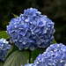 Hydrangeas from record