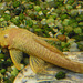 176 Ancistrus spec. - Algenwels- Albino