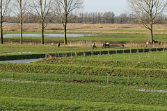 Konik paarden langs de Wakkere Dijk