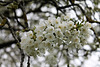 the spring