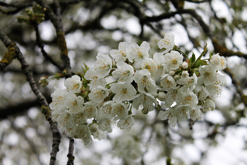 the spring